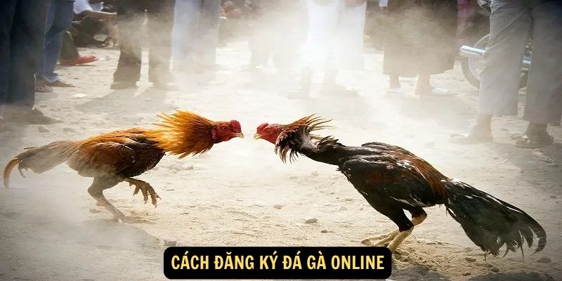 Cách đăng ký đá gà online