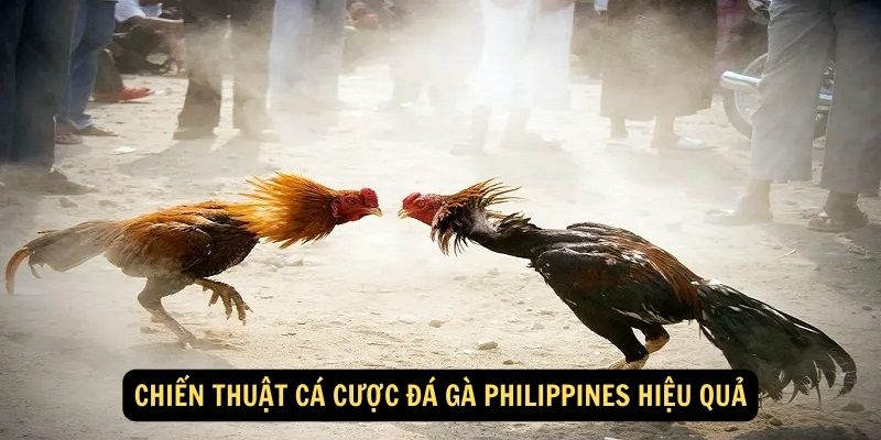 Chiến thuật cá cược đá gà Philippines hiệu quả